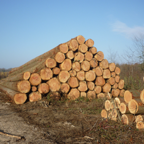 Douglasie – Rundholz – LKW-Ladung