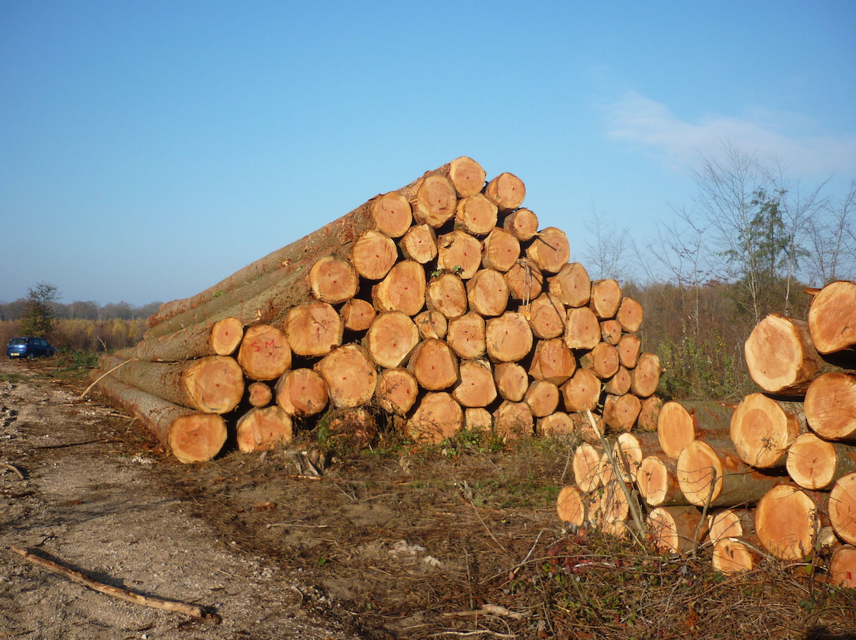 Douglasie – Rundholz – LKW-Ladung