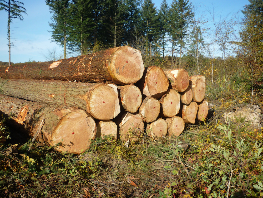 Douglasie – Rundholz – LKW-Ladung – Bild 2